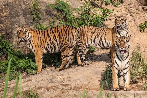 Parc National de Ranthambore